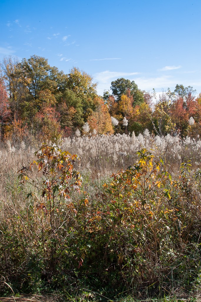 BH Landscap v1 2015_80I8630