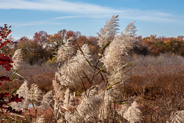 BH Landscap v1 2015_80I8726