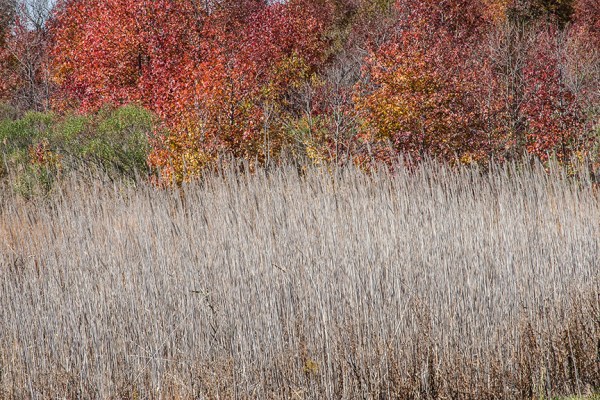 bh lndscp v1 grasses w fall color_80I7397