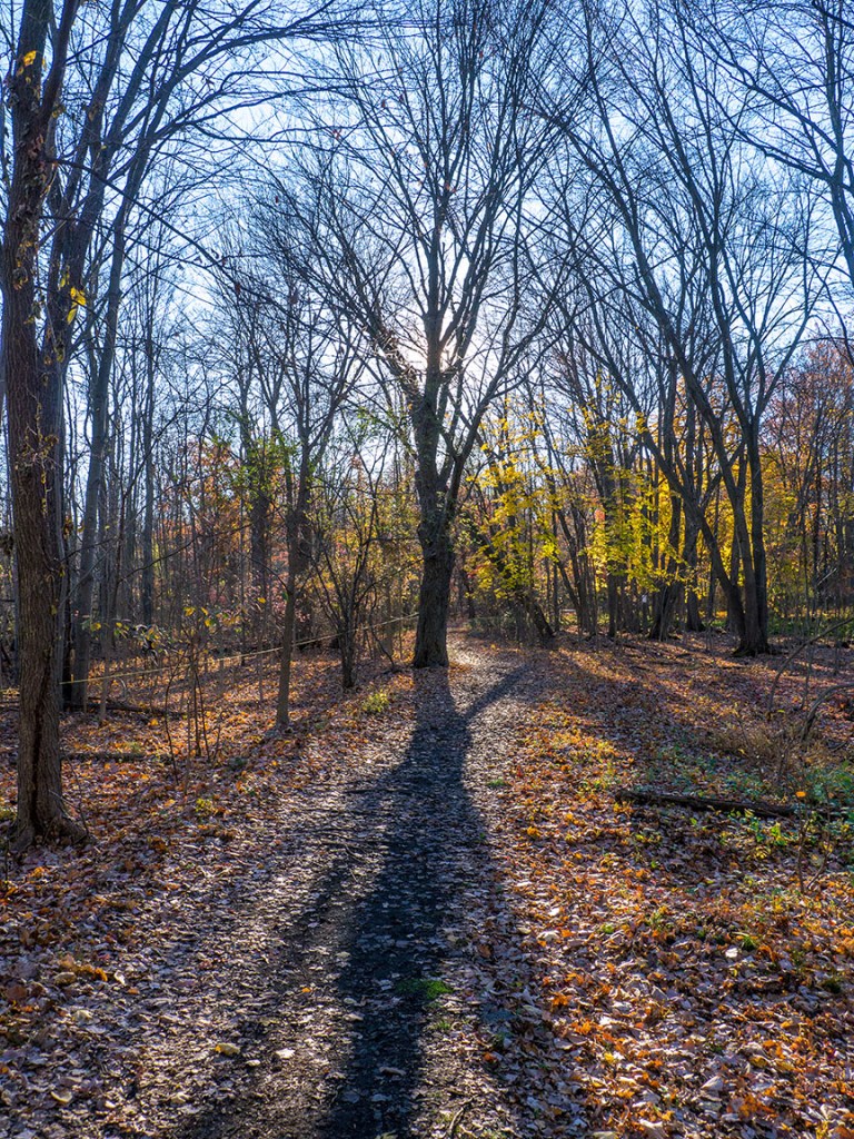 cf landscape_ v11350272