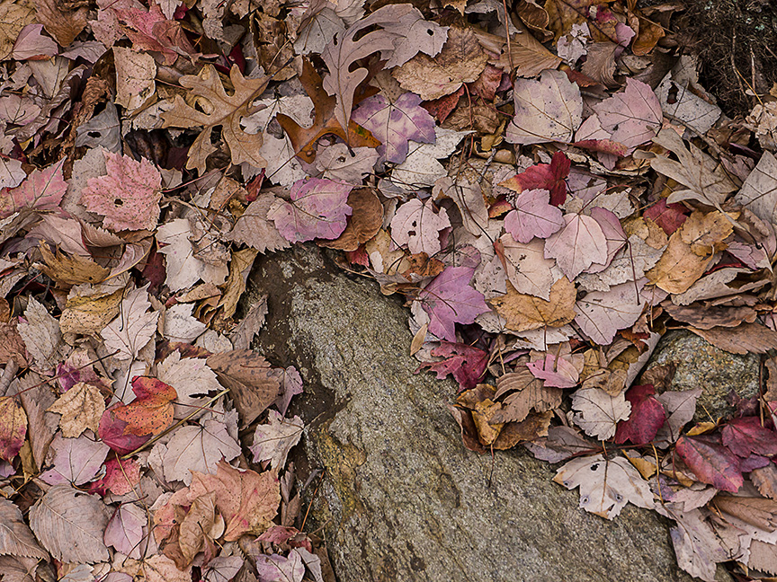 fall color v1_1350202