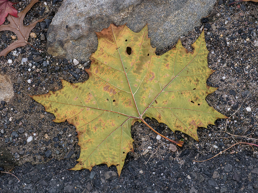 fall leaves 2015_1350054