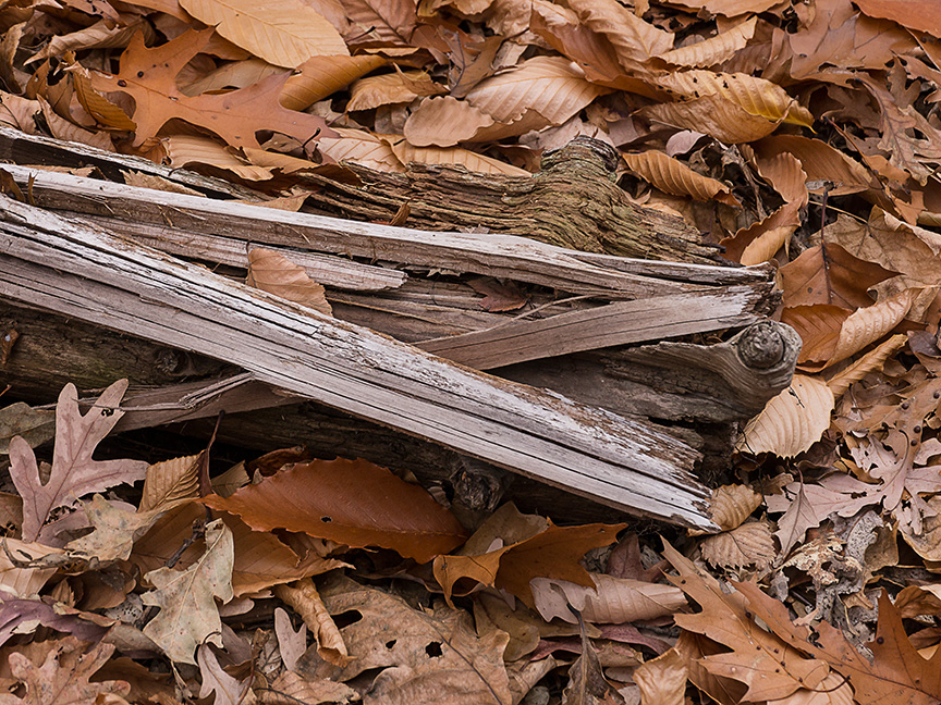 fall leaves v1_1350069