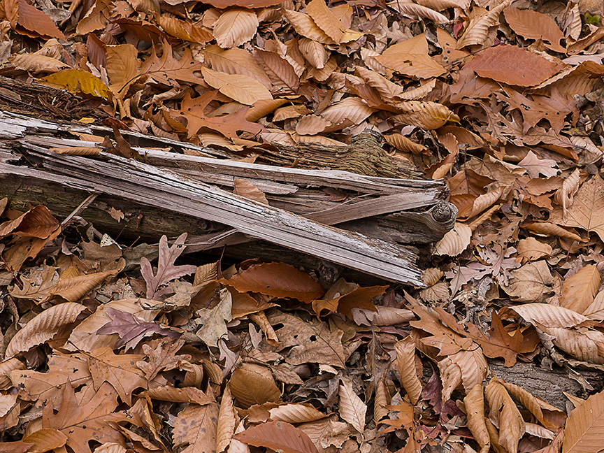 fall leaves v1_1350070