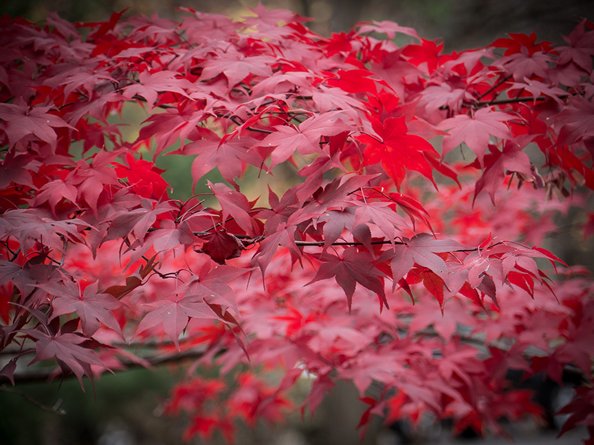 fall leaves v1_1350211