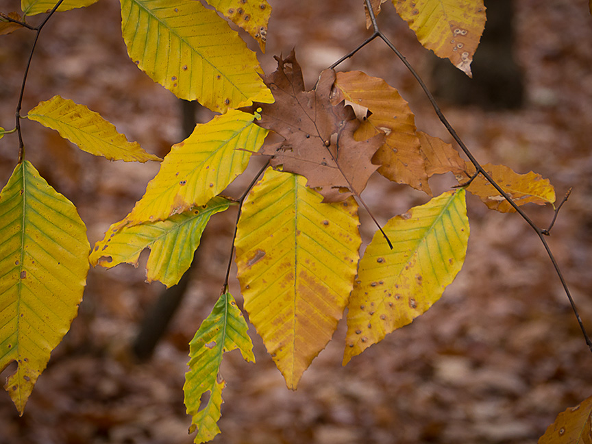 fall leaves_1350081