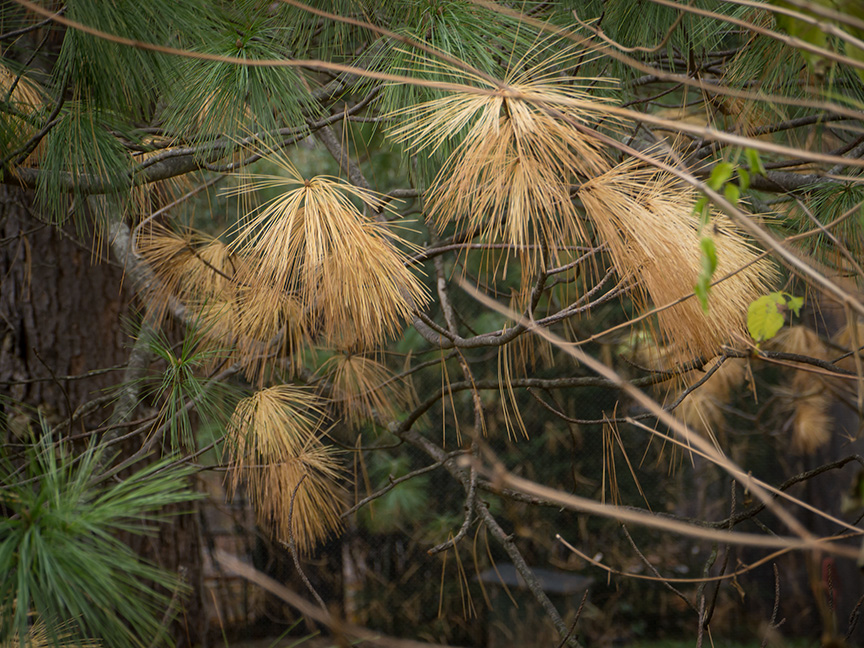 fall pine needles v1_1350217