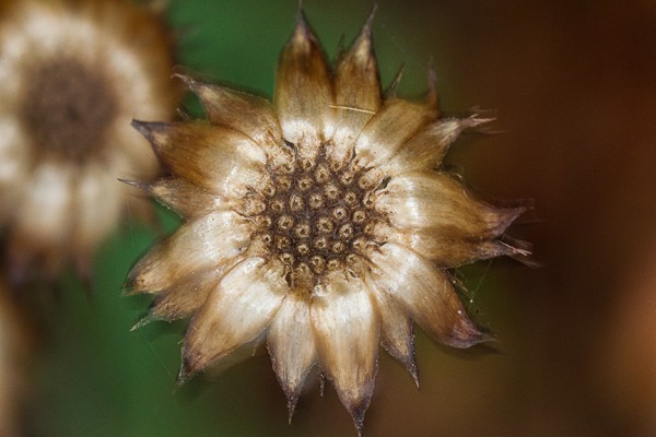 Fall Wildflower_43G4429