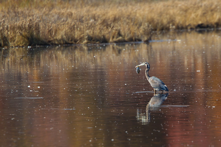 gbh fish bh 2015_v2 43G5821