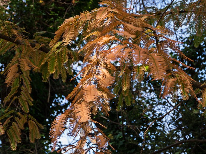 Metasequoia fall_1280819 copy