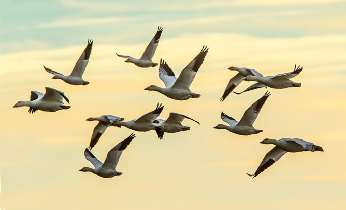 Snow Geese Brig 11 15 v2_43G6698