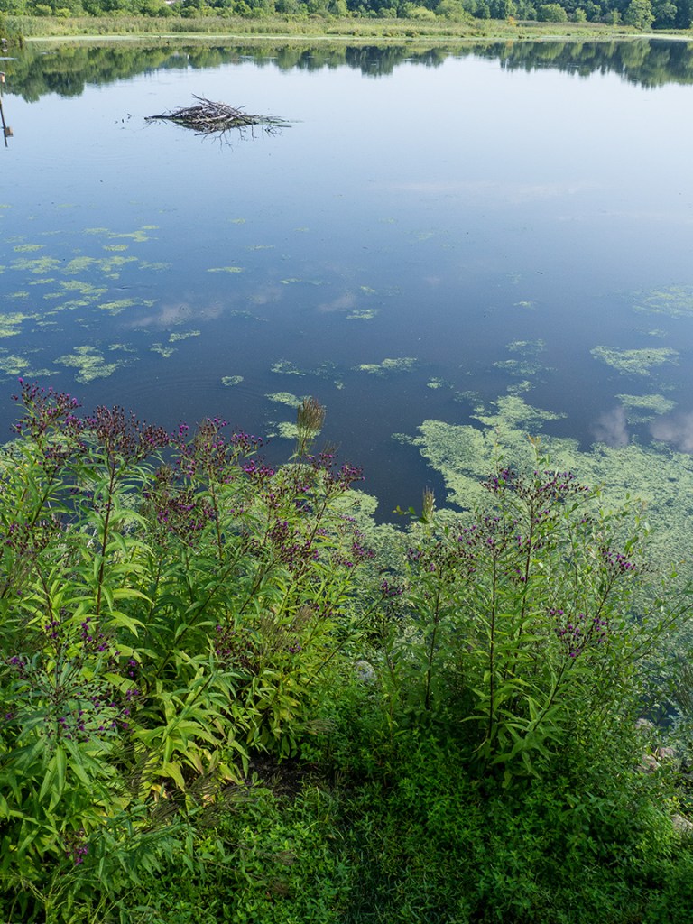 water relect main view v1_1350049