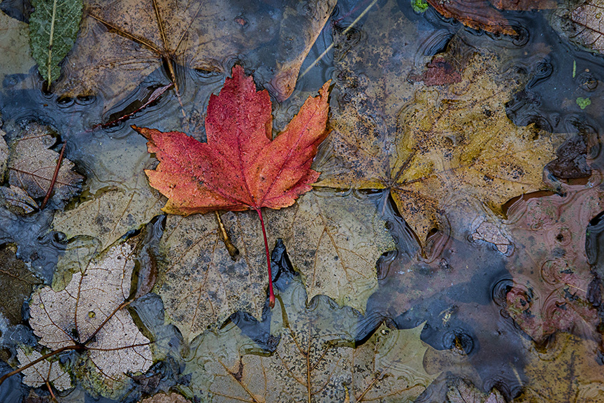 wet leaves_43G4668