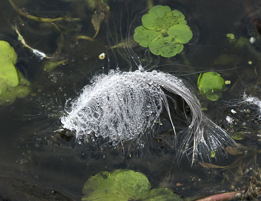 1 feather fish stack  v2