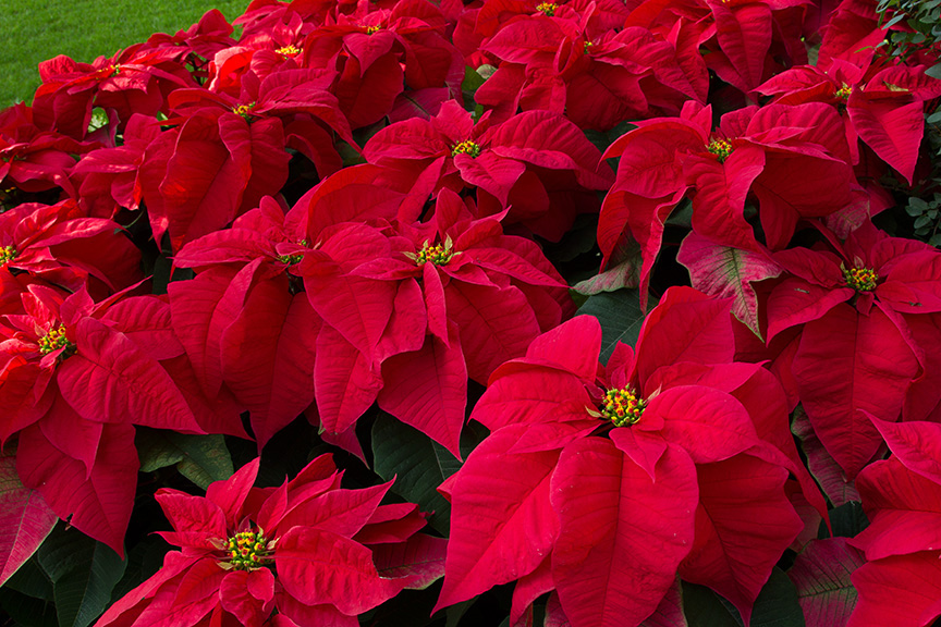 _43G7949 v2 poinsettia