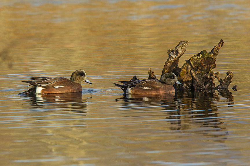 American Wigeon cf v2_43G0953