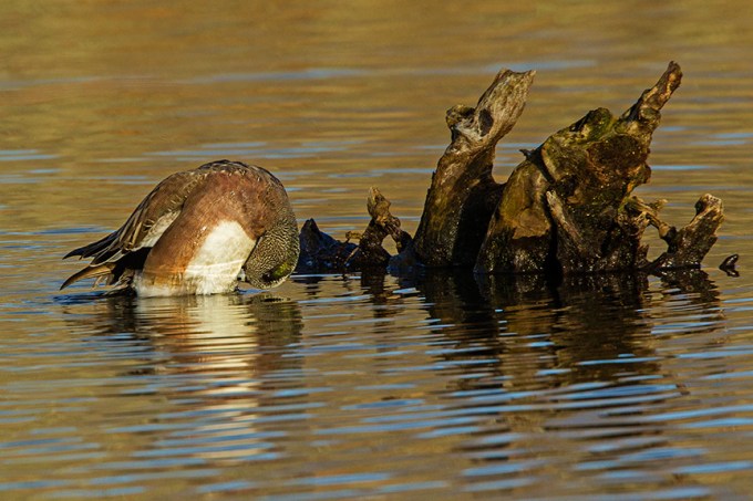 American Wigeon v1 cf_43G0939