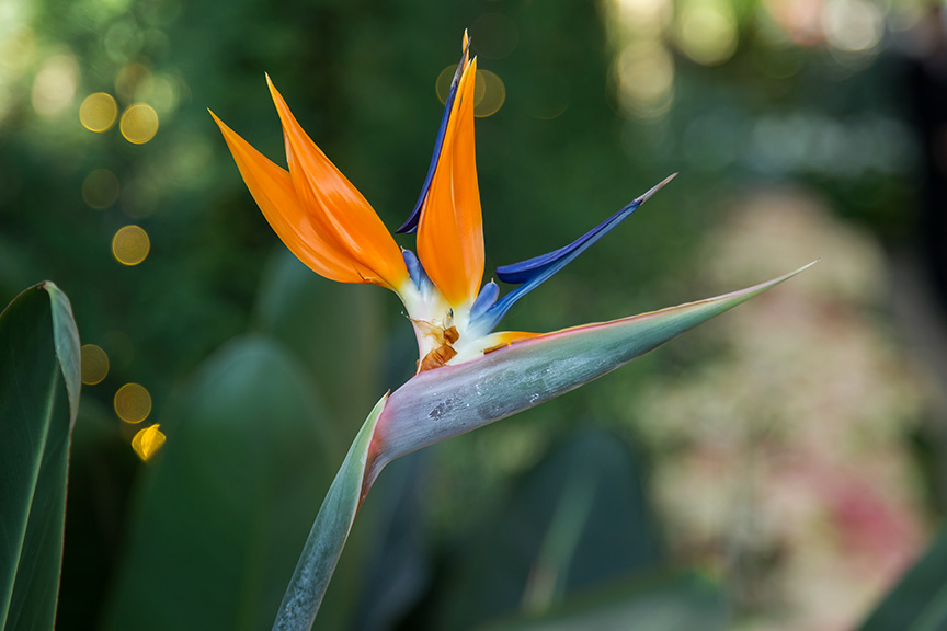 Bird of Paradise v1_43G9012
