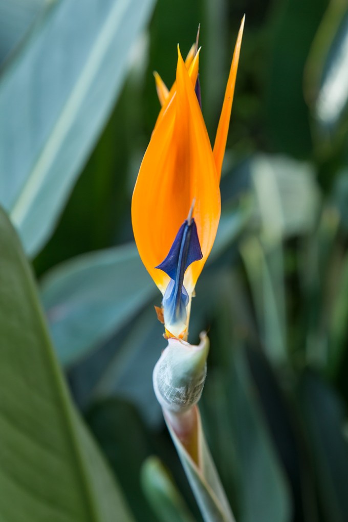 Bird of paradise v1_43G9031