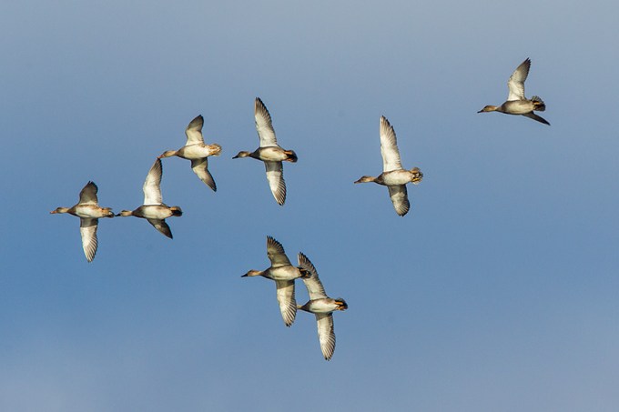 Duck flight v2_43G1124