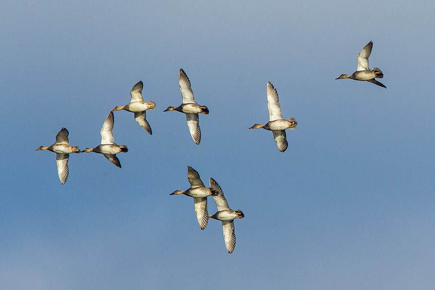 Duck flight v2_43G1124
