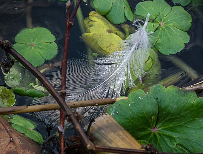 feather stack cf v5a