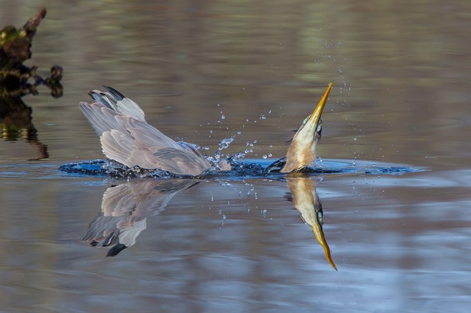 GBH CF 2015 v1_43G1499