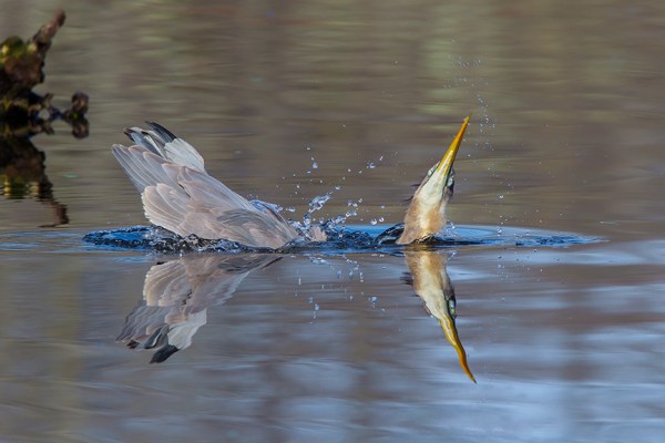 GBH CF 2015 v1_43G1499