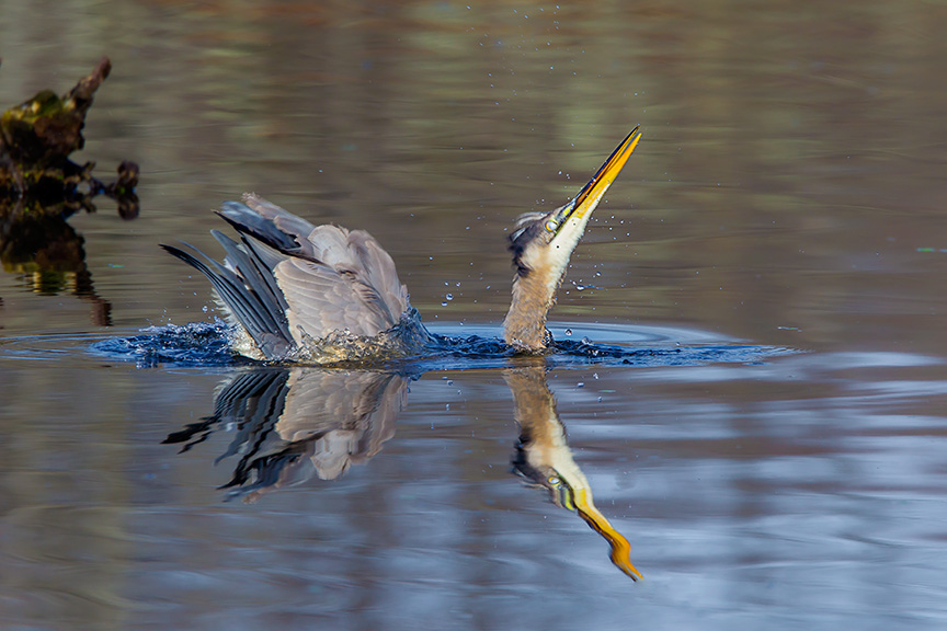 GBH CF 2015 v1_43G1500