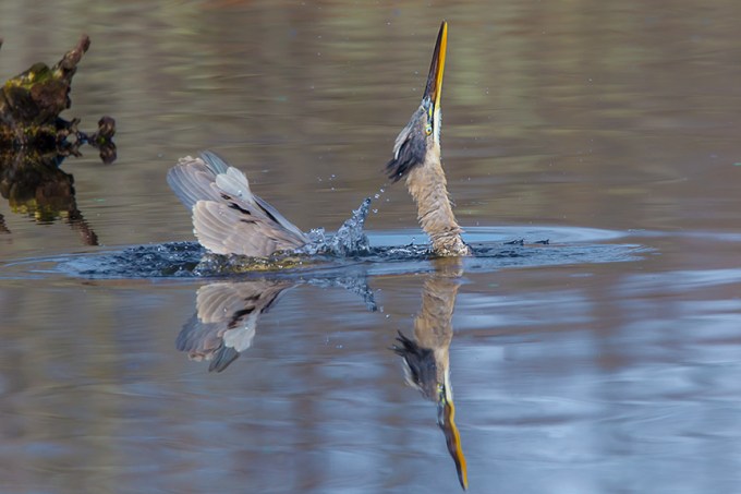 GBH CF 2015 v1_43G1501