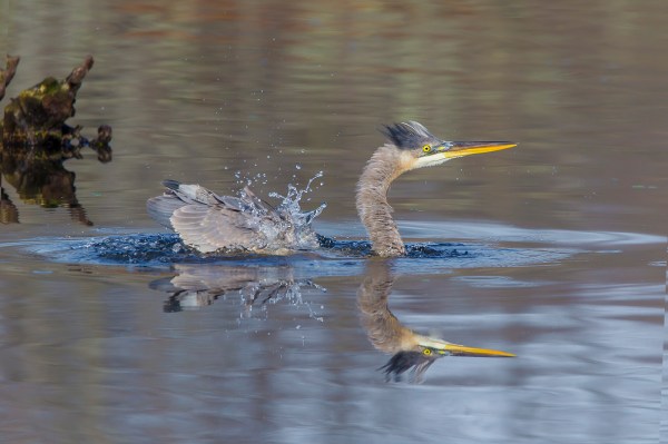 GBH CF 2015 v1_43G1503