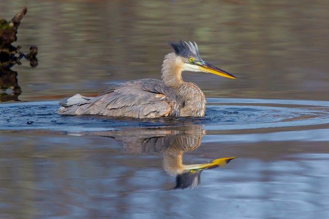 GBH CF 2015 v1_43G1511