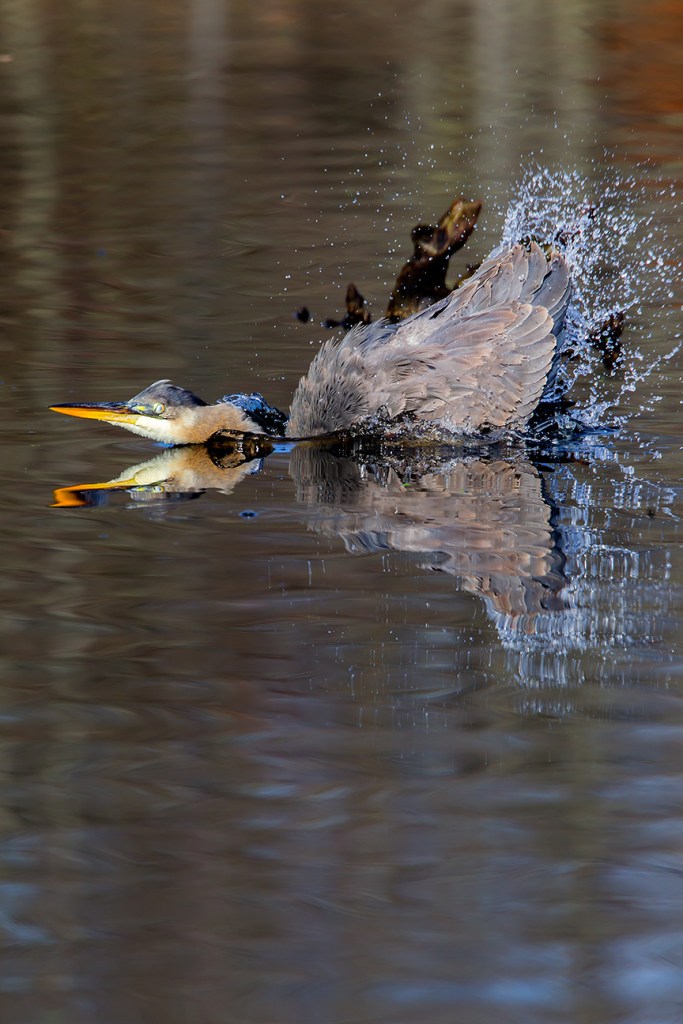 GBH CF 2015 v1_43G1693