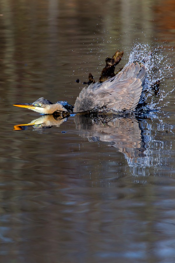 GBH CF 2015 v1_43G1693