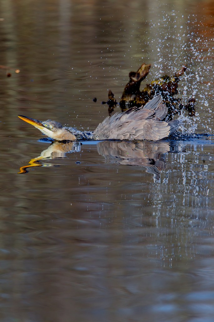 GBH CF 2015 v1_43G1694