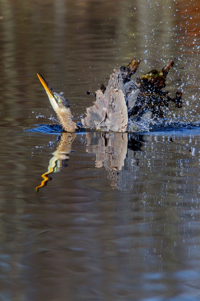 GBH CF 2015 v1_43G1695