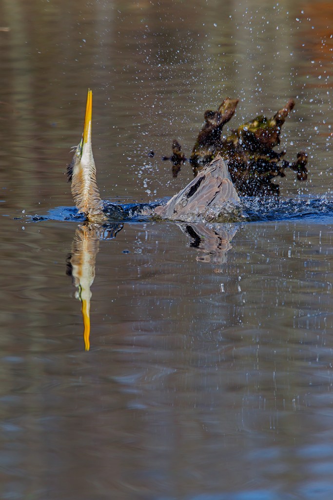 GBH CF 2015 v1_43G1696