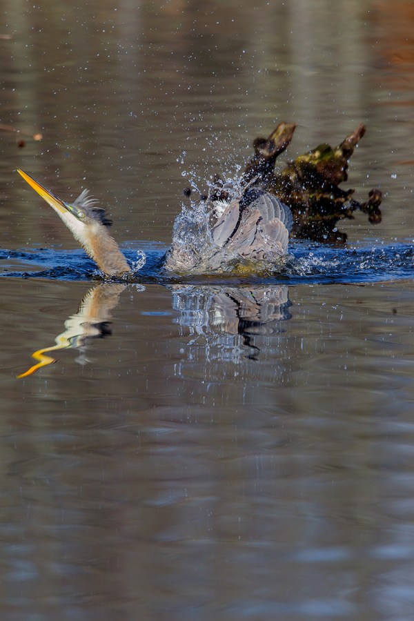 GBH CF 2015 v1_43G1698