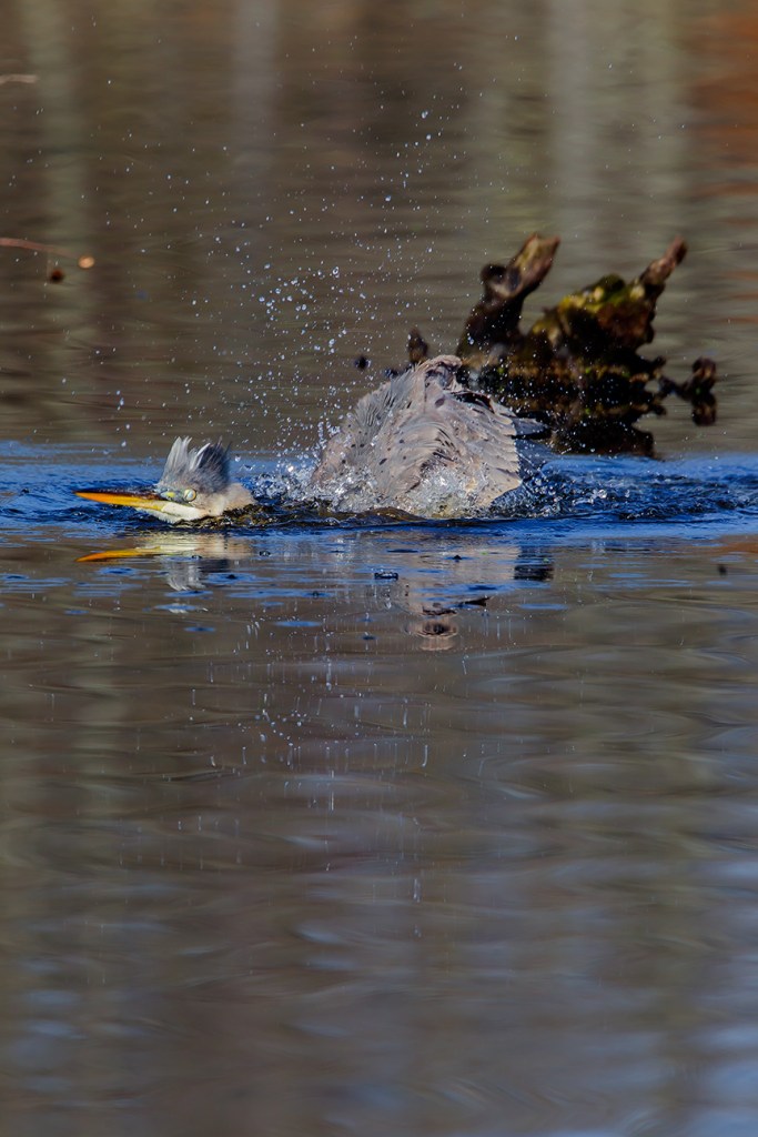 GBH CF 2015 v1_43G1701