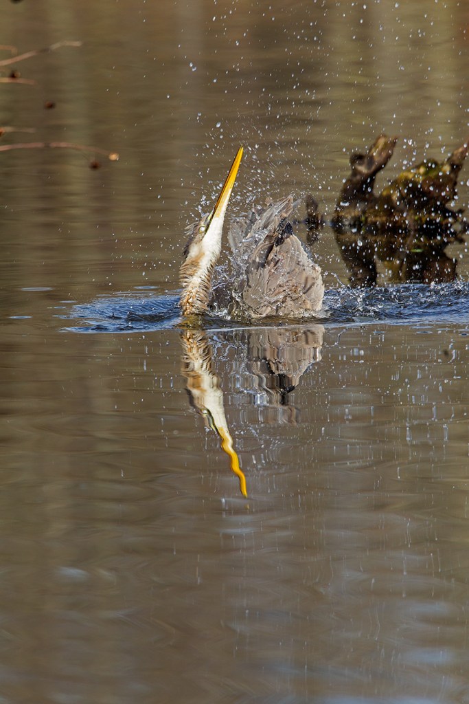 GBH CF 2015 v1_43G1789