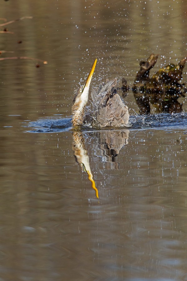 GBH CF 2015 v1_43G1789