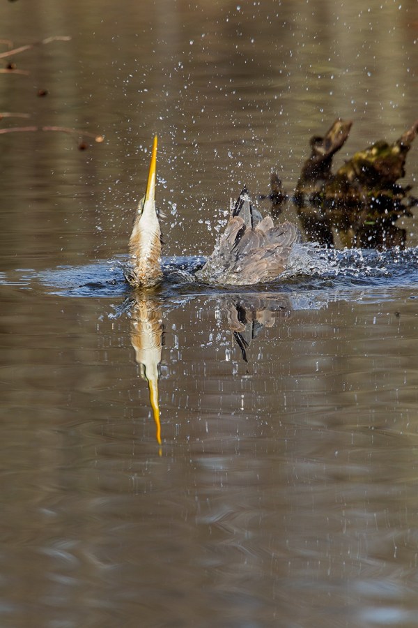 GBH CF 2015 v1_43G1790