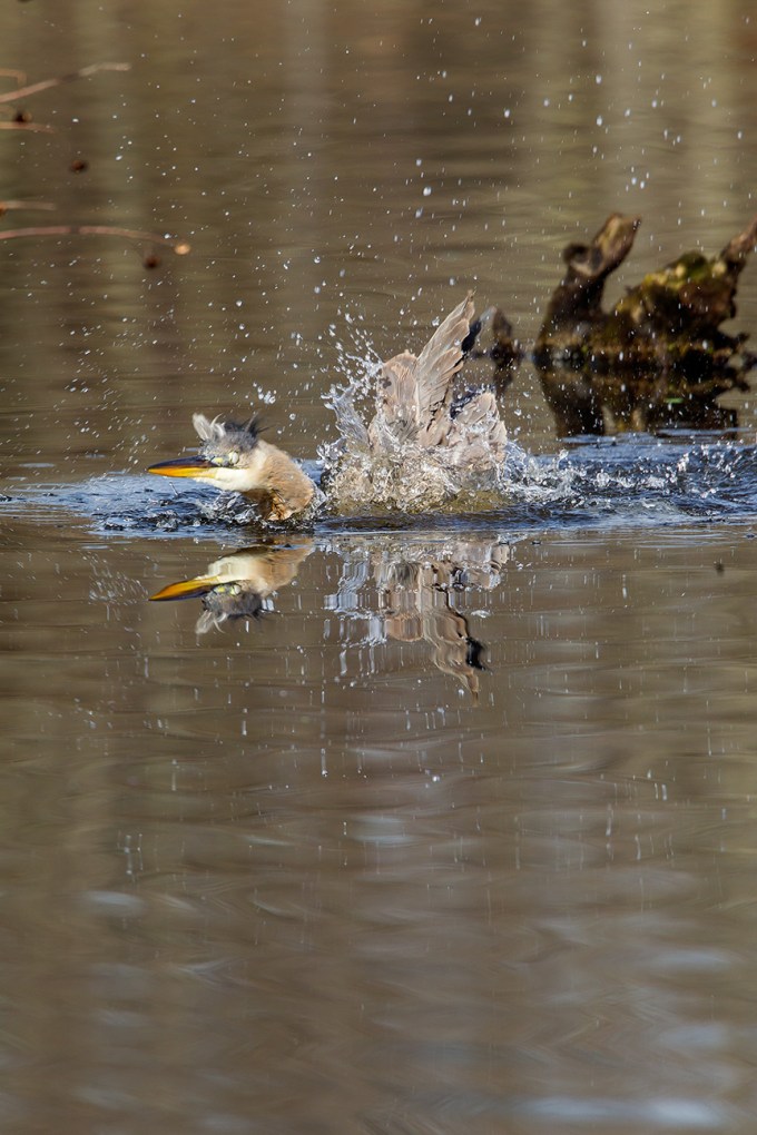 GBH CF 2015 v1_43G1791