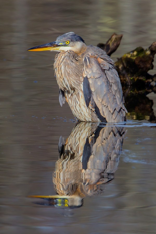 _GBH CF 2015 v2 43G1627