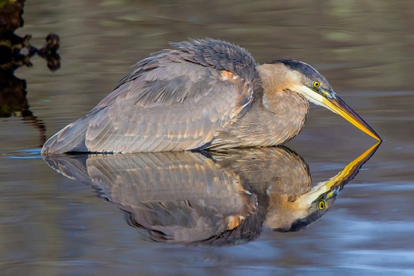 GBH CF 2015 v3_43G1496