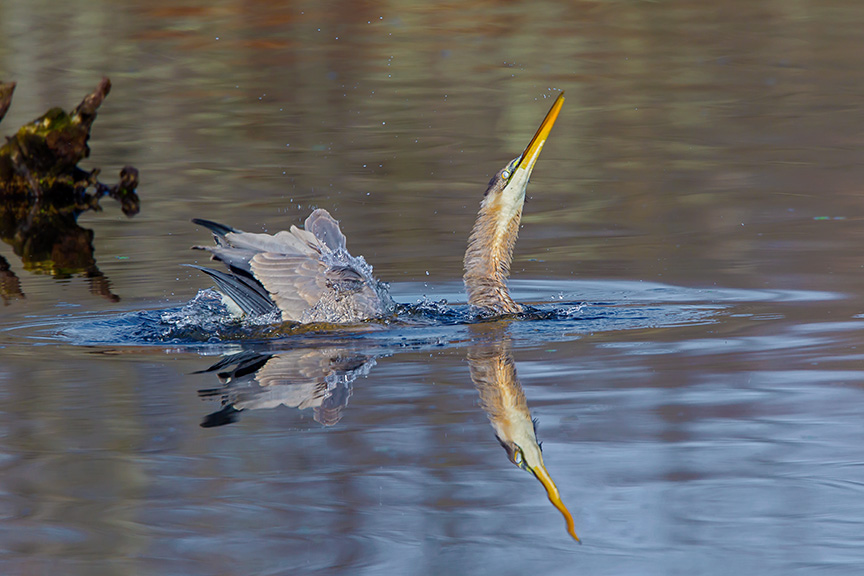 GBH CF 2015 v_43G1502