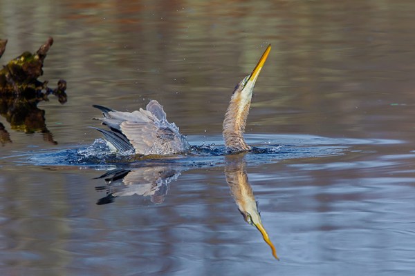 GBH CF 2015 v_43G1502