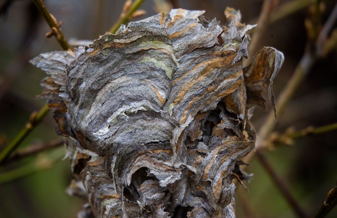 _old horne_nest 43G6293