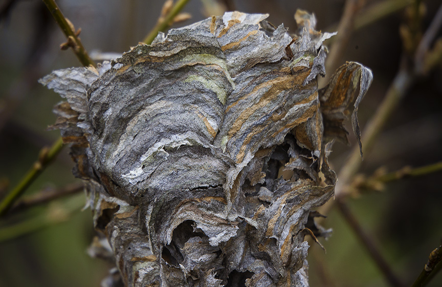 _old horne_nest 43G6293