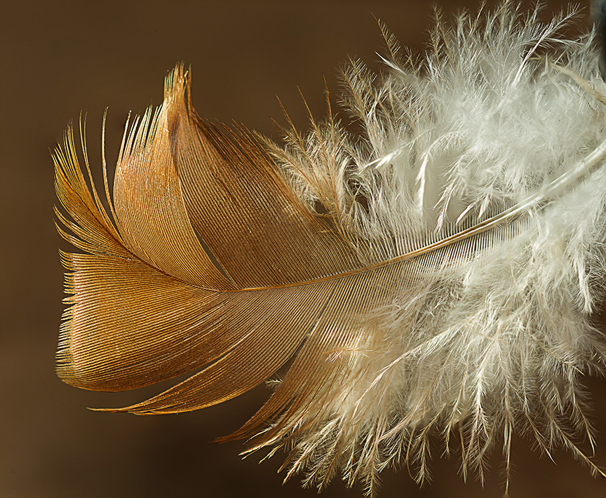 Feather stack eleven v1